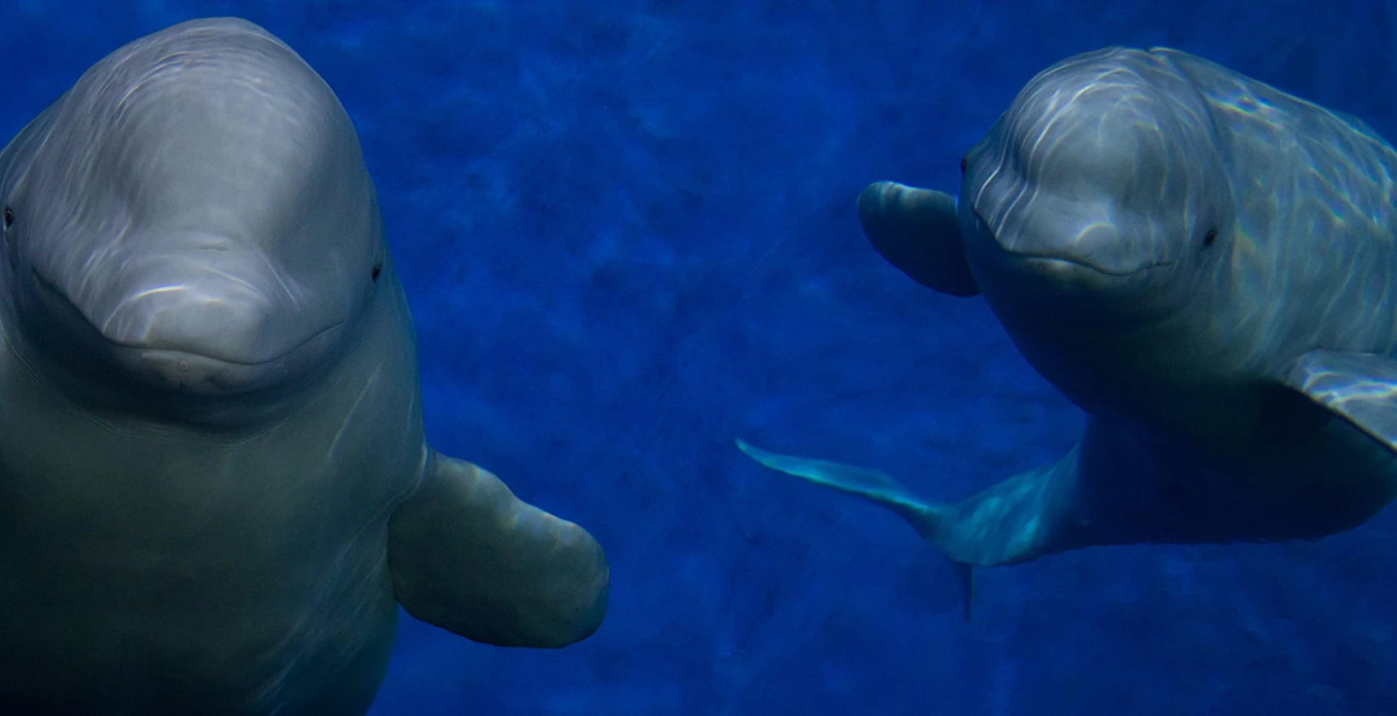 Two dolphins are underwater. On the left one is facing towards the camera, the one on the right angles away.