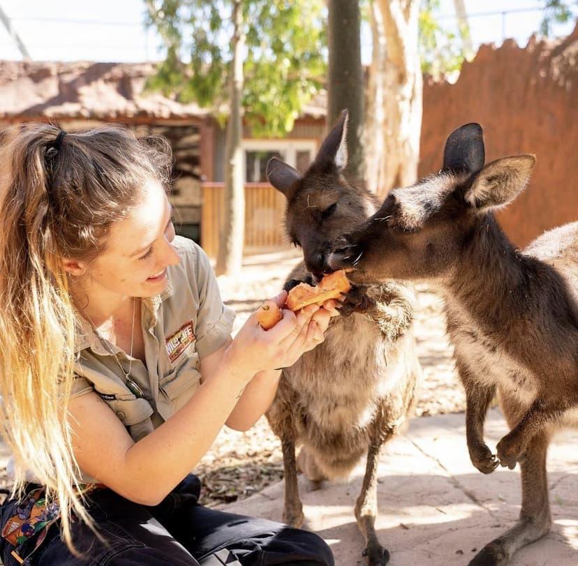 A woman working at Syndey Life smiles feeding two kangaroos a carrot. The woman is sitting on the ground facing the kangaroos.