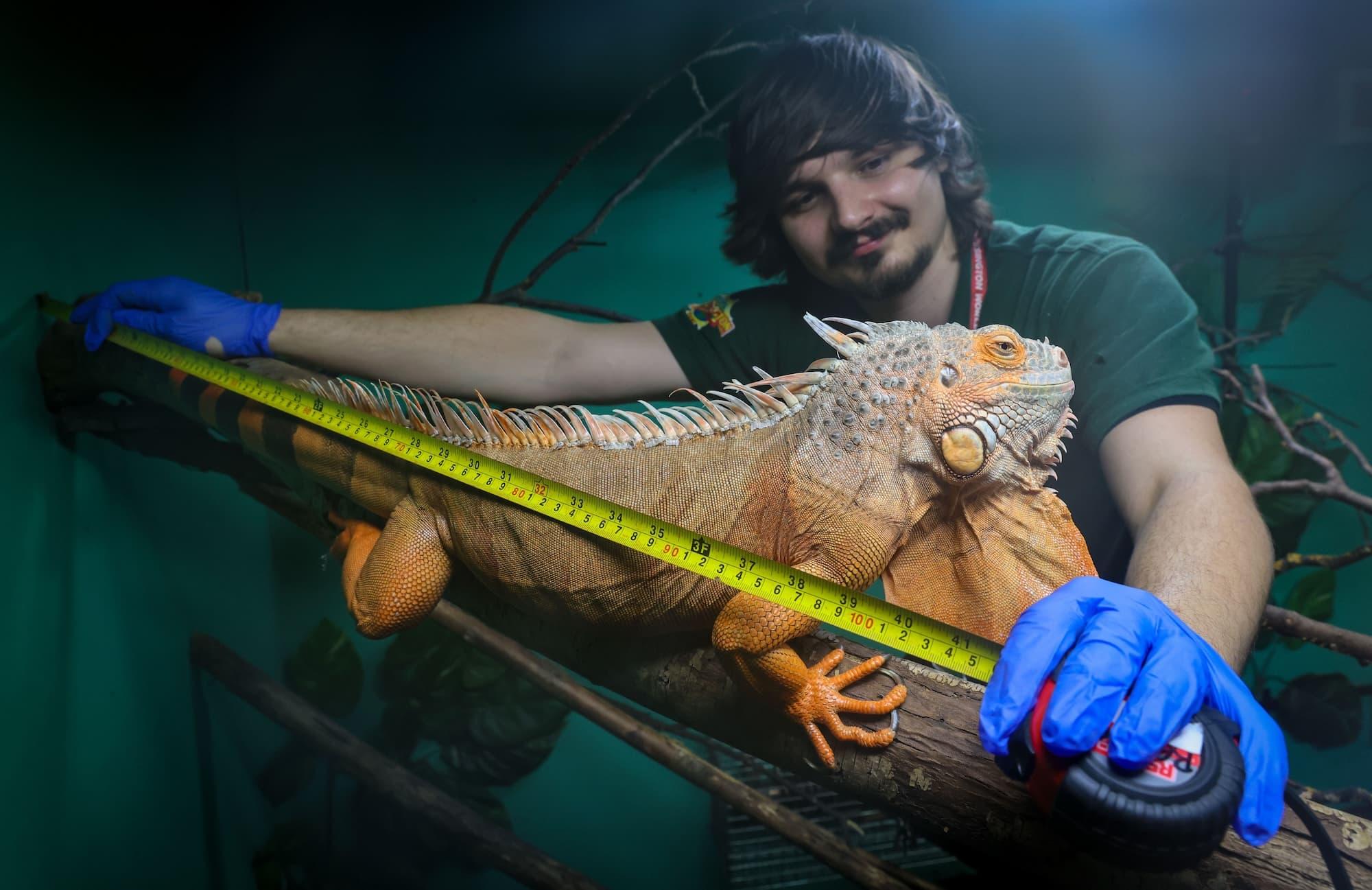 Man in a green polo shirt is holding open a yellow measuring tape, holding it against an orange lizard standing on a wooden tree branch.