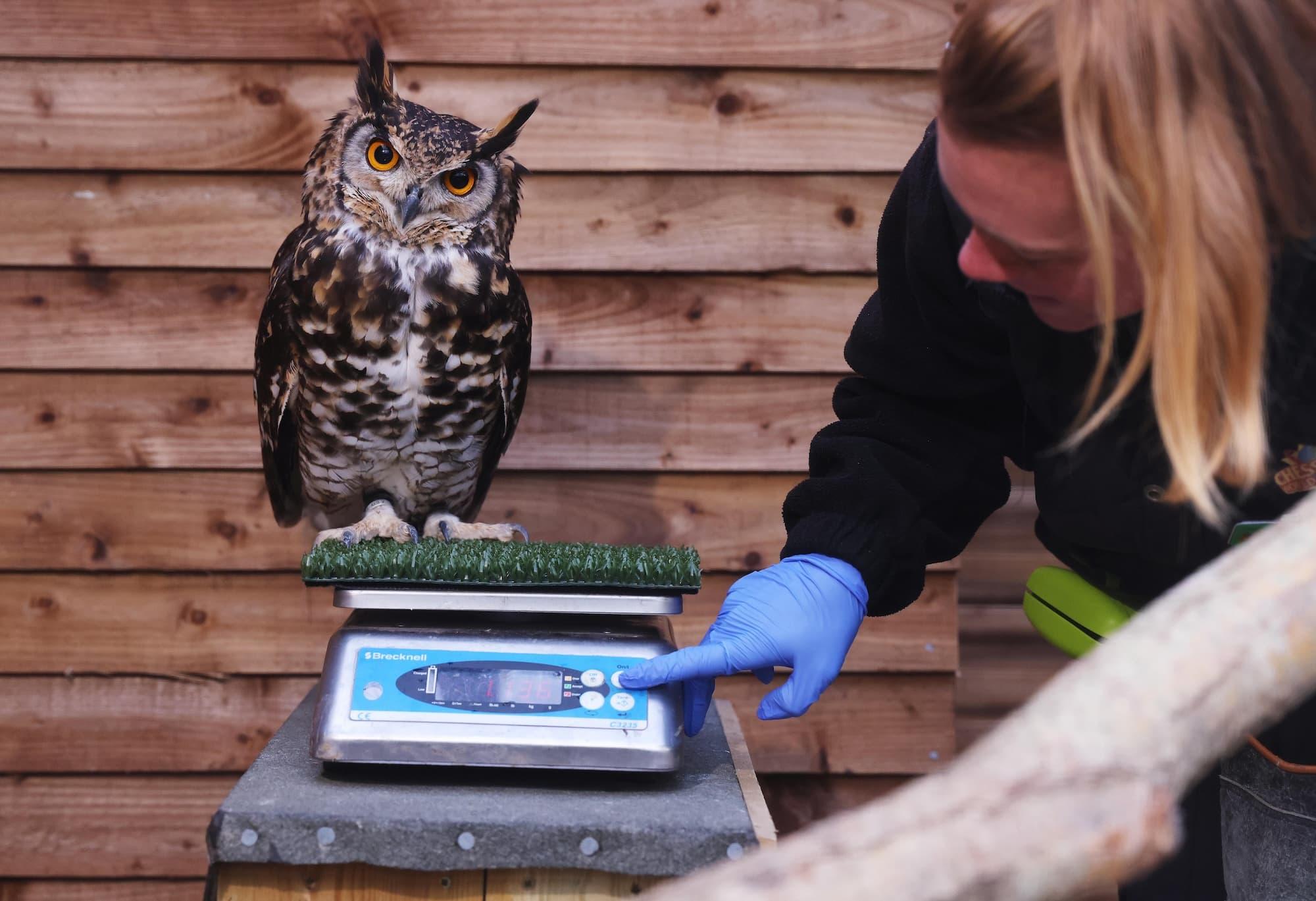 Brown owl with orange eyes is stood one a set of weighting scales. A blonde women is stood to the right pressing a button on the scales.