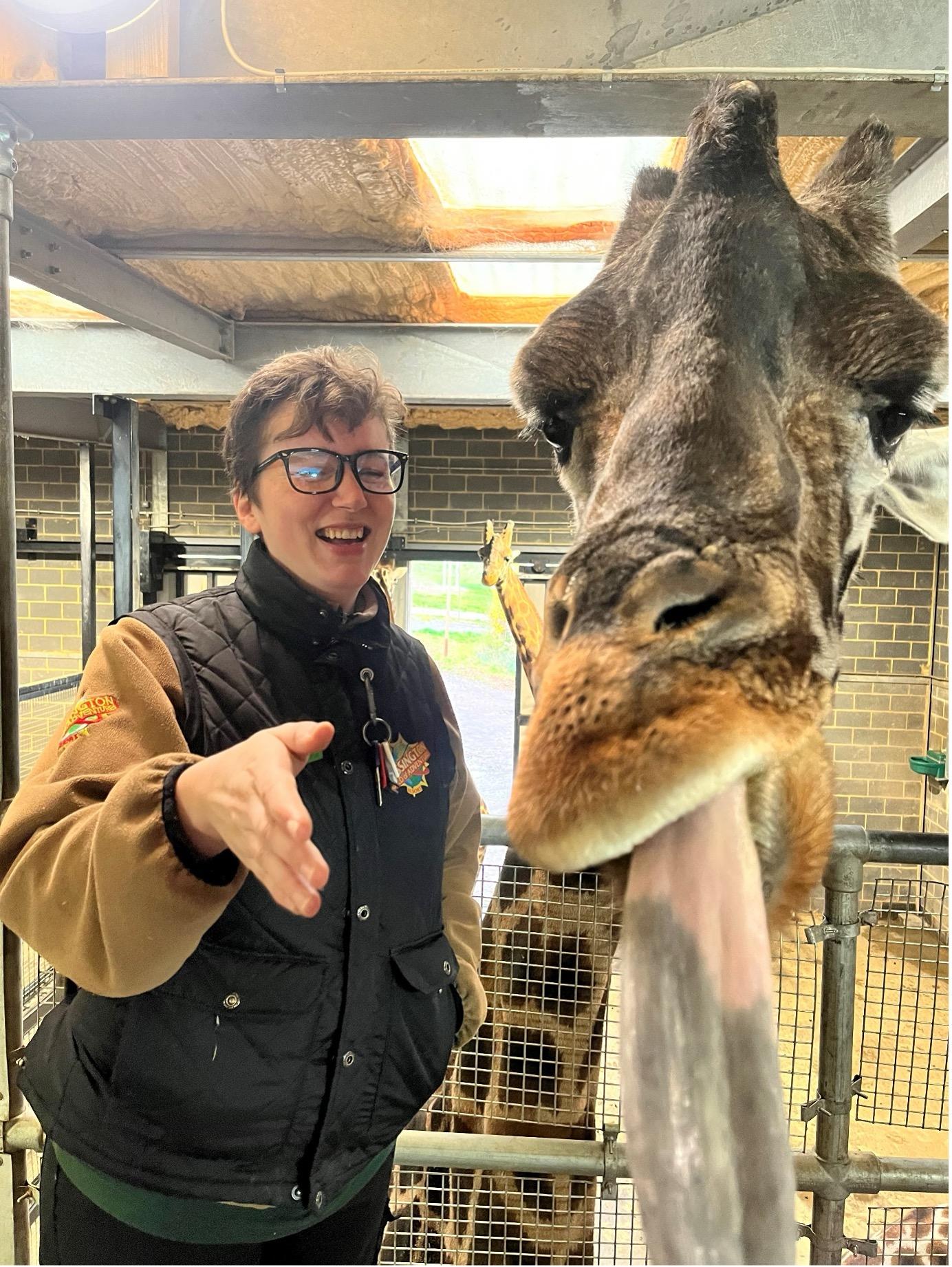 Giraffe is stood in an enclosure with its pink and grey tongue out. Man is stood next to the giraffe smiling in a Chessington World of Adventures Resort black gillet and brown jumper.