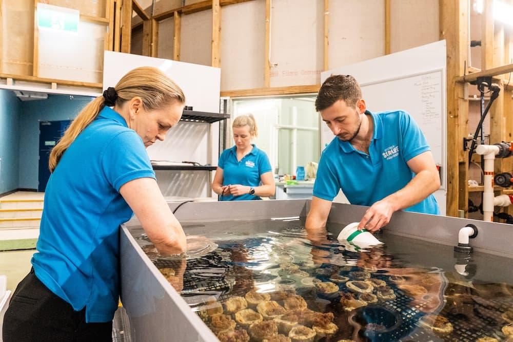 Three employees are wearing blue polo shirts, working at a water tank with marine plants.