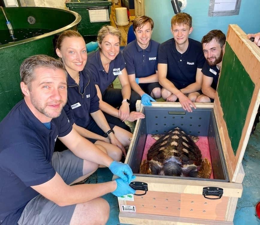 Five employees are wearing navy blue polos with the SEA LIFE logo. They are gathered around a wooden box with a turtle inside.