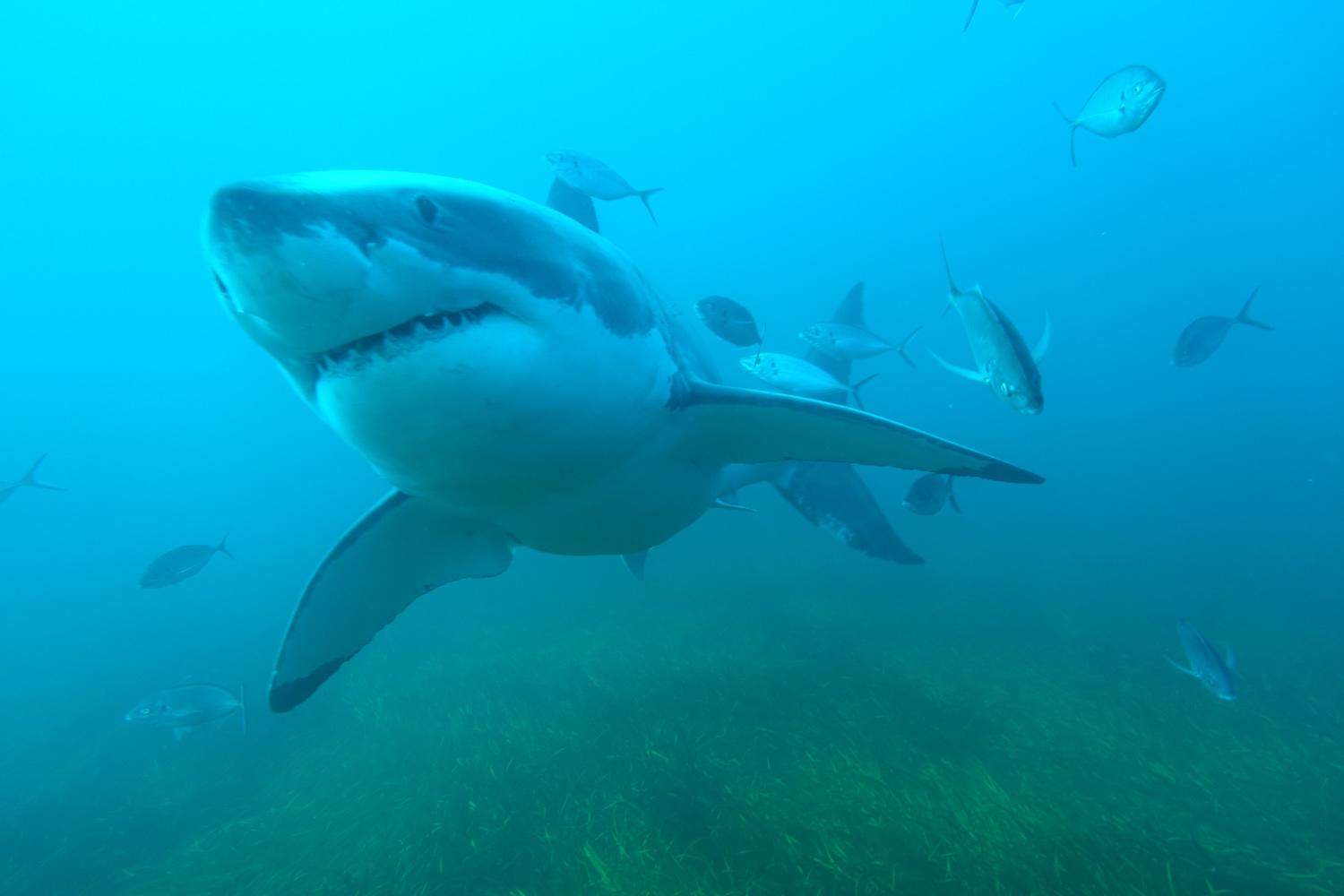 Shark swimming underwater surrounded by fish. On the bottom of the sea there is green plant life.