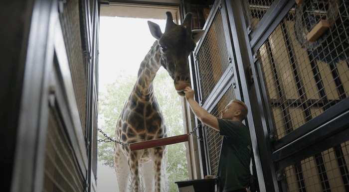 Man in a green polo shirt has his hand in the air feeding a giraffe which is standing behind an enclosure.