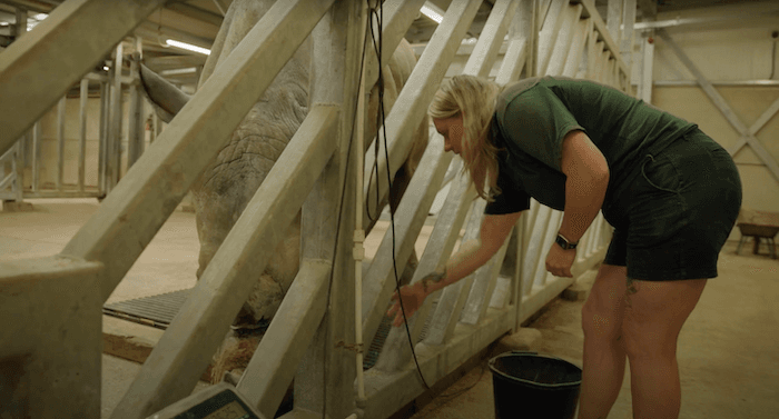 Women in black denim shorts and green polo is adjusting a black rope at the edge of a rhino enclosure.